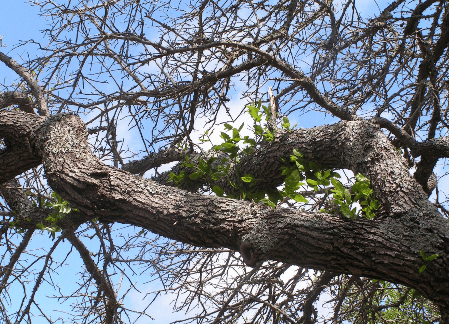 Chêne infecté par le flétrissement du chêne l'année précédente, avec quelques nouvelles pousses à environ 25 pieds de l'arbre ?