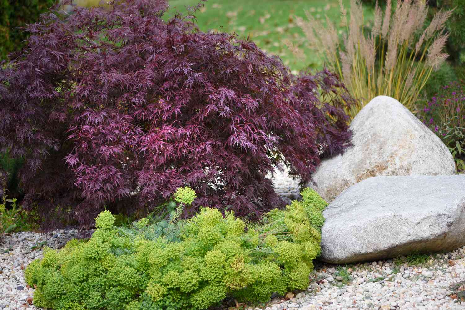 Árvore de bordo japonês dragão vermelho ao lado de pedras brancas e arbusto verde brilhante