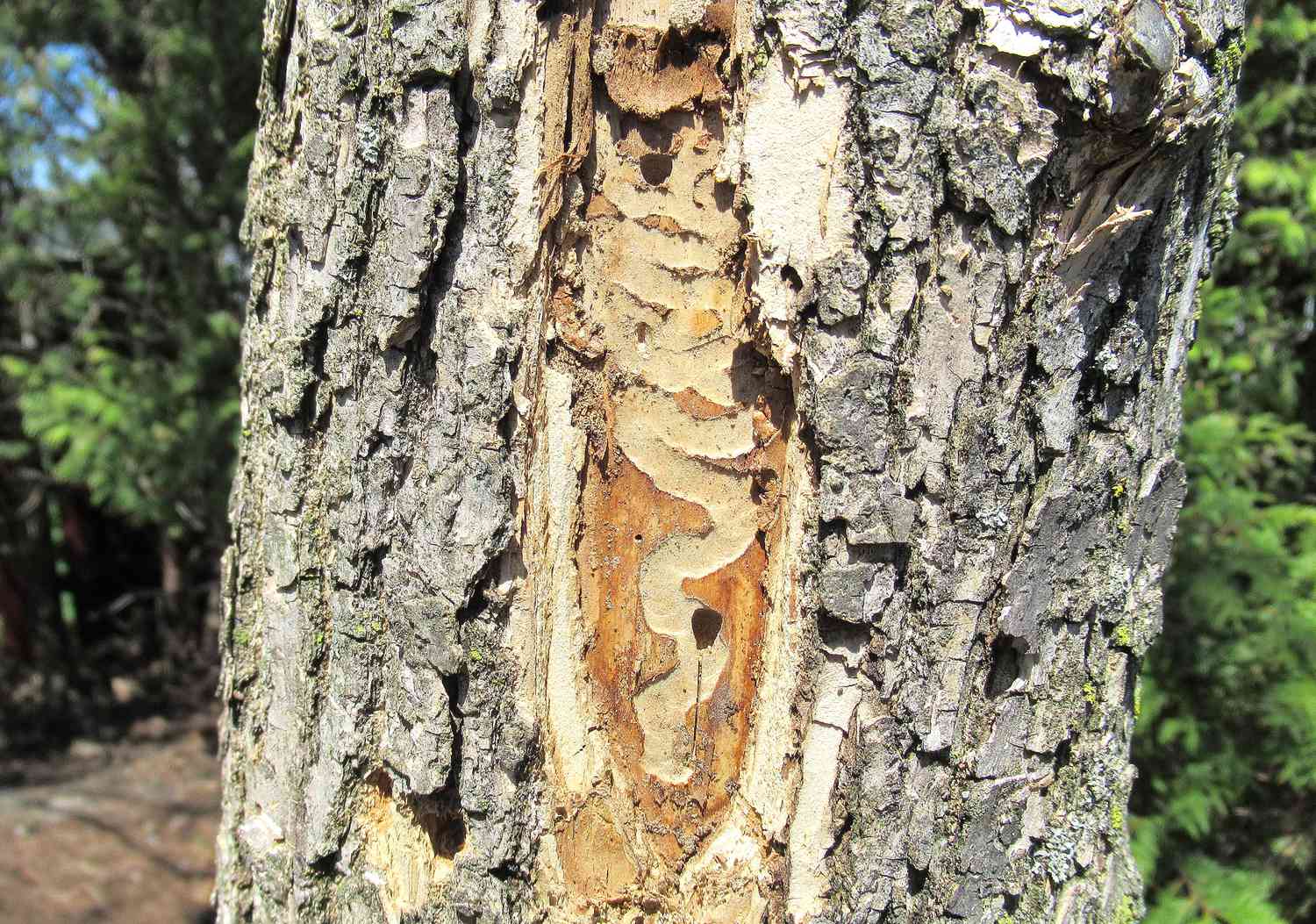 white ash tree with emerald ash borer damage