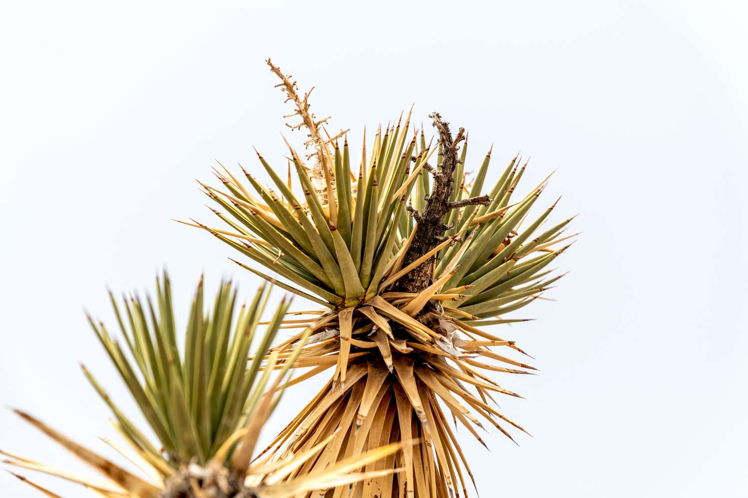 Joshua tree rosette with flower stalk and panicles on end of branch