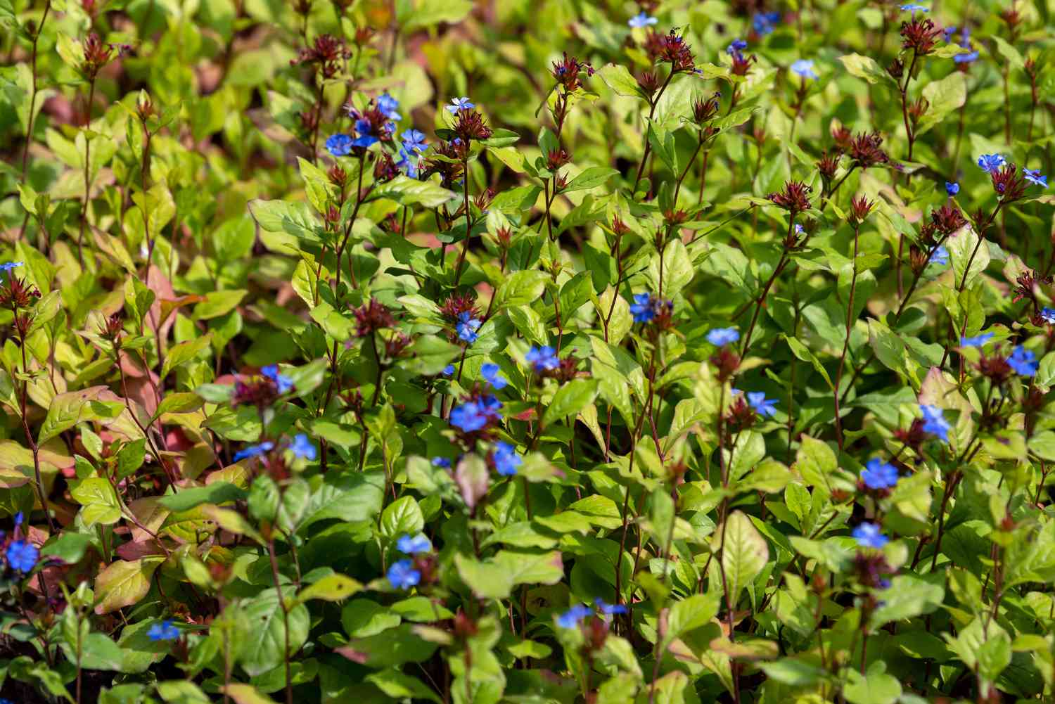 Bleikrautpflanze mit roten Stängeln und leuchtend blauen Blüten mit gelb-grünen Blättern