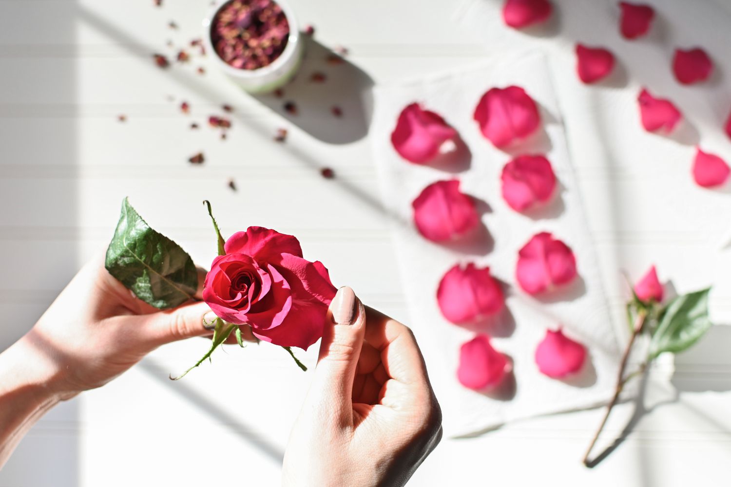 Rosenblütenblätter vom Blütenstiel für Tees und Bastelarbeiten