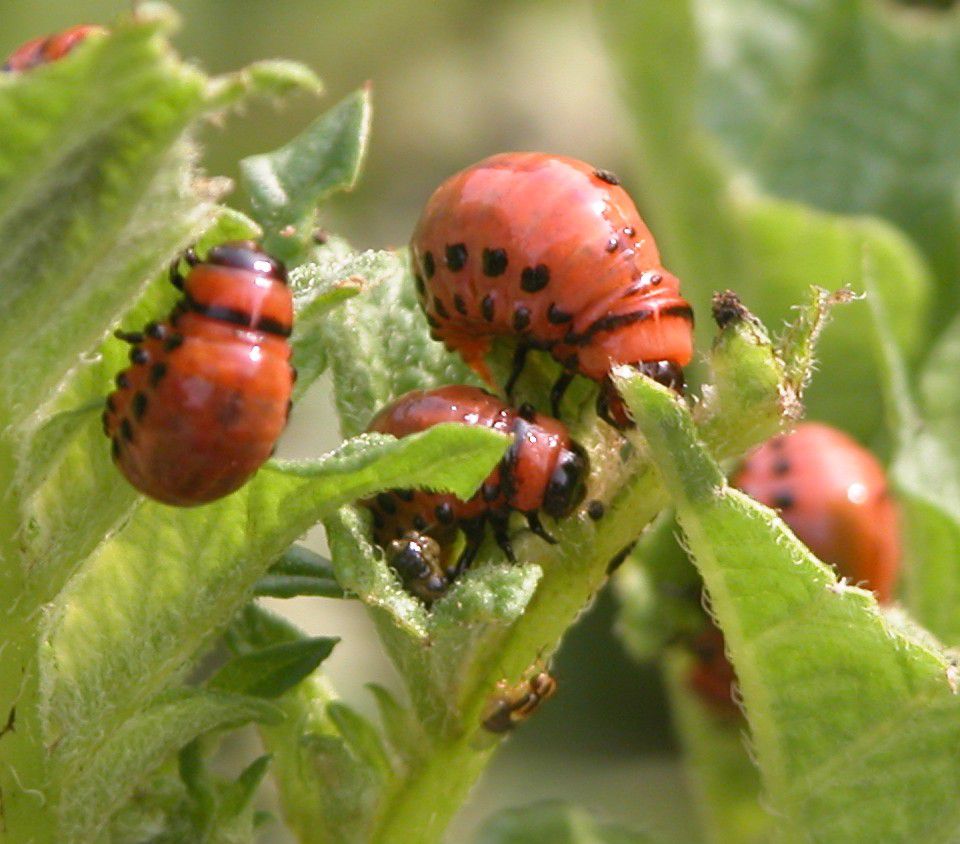 Larva do besouro da batata do Colorado (Foto)