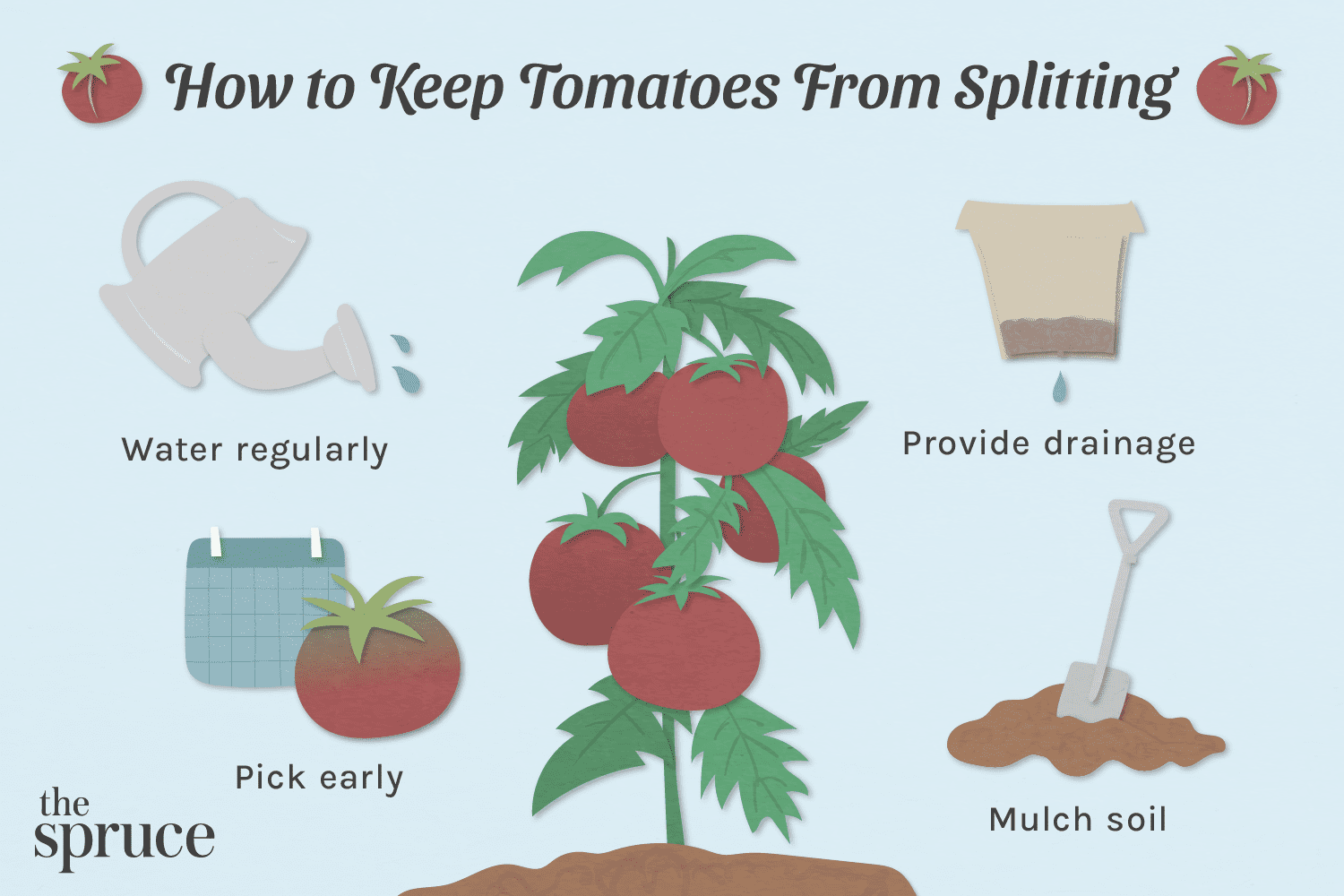 warum teilen sich Tomaten