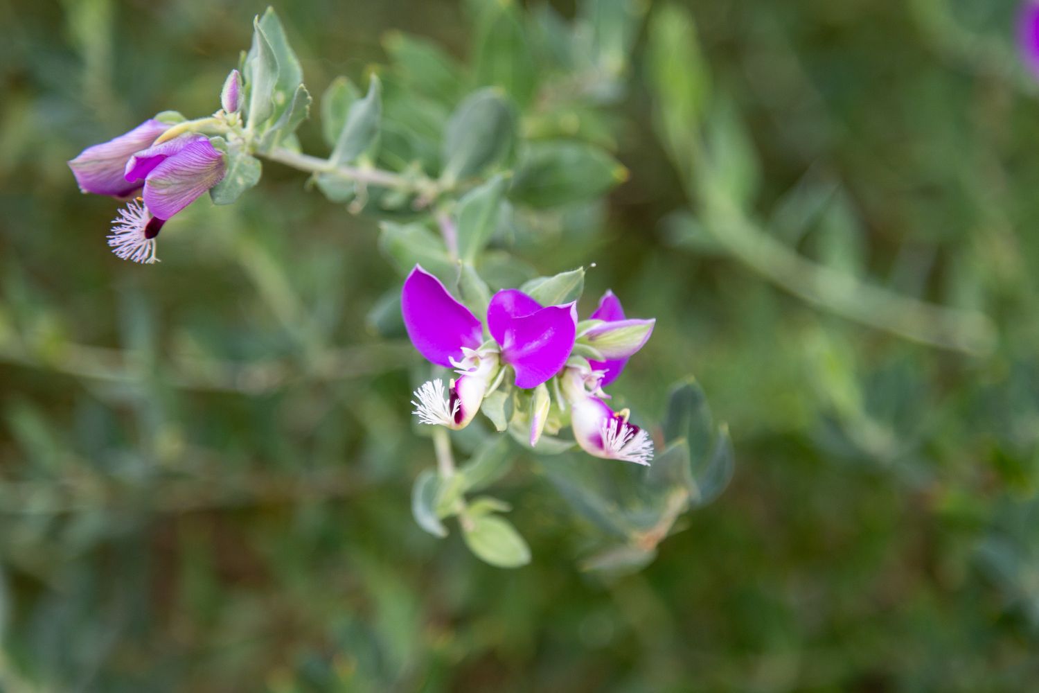 Erbsenstrauch mit kleinen lila-rosa und weißen Blüten in Nahaufnahme 