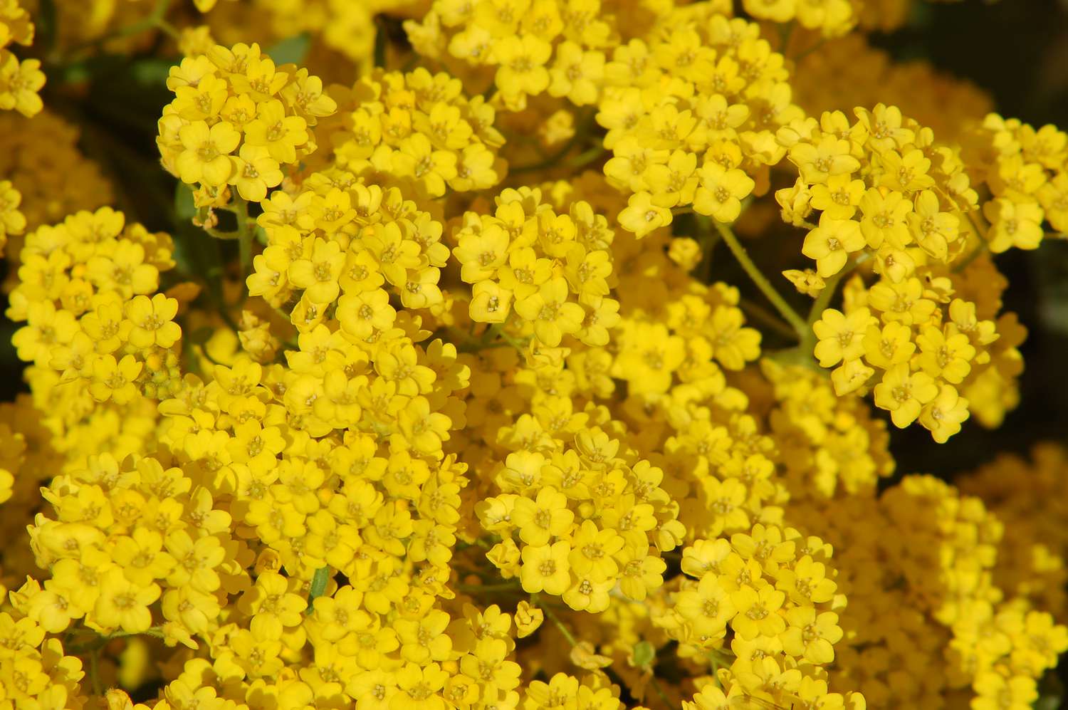 Yellow alyssum in bloom.