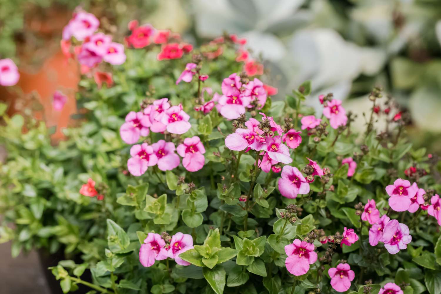 Como cultivar e cuidar da Diascia (Twinspur)