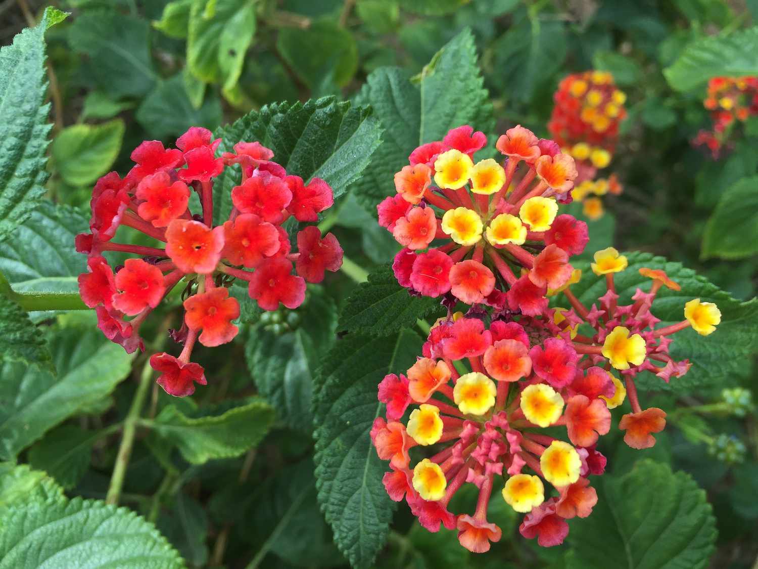 Lantana-Pflanze Blumen.