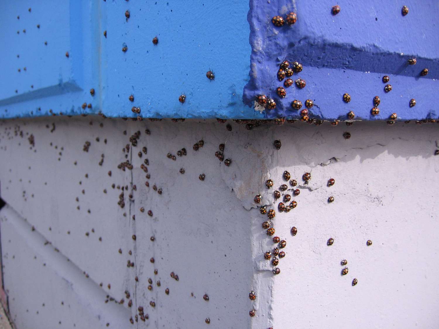 ladybugs on foundation