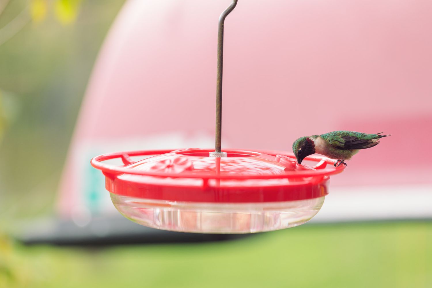 Receta de néctar de colibrí: La mejor proporción y consejos