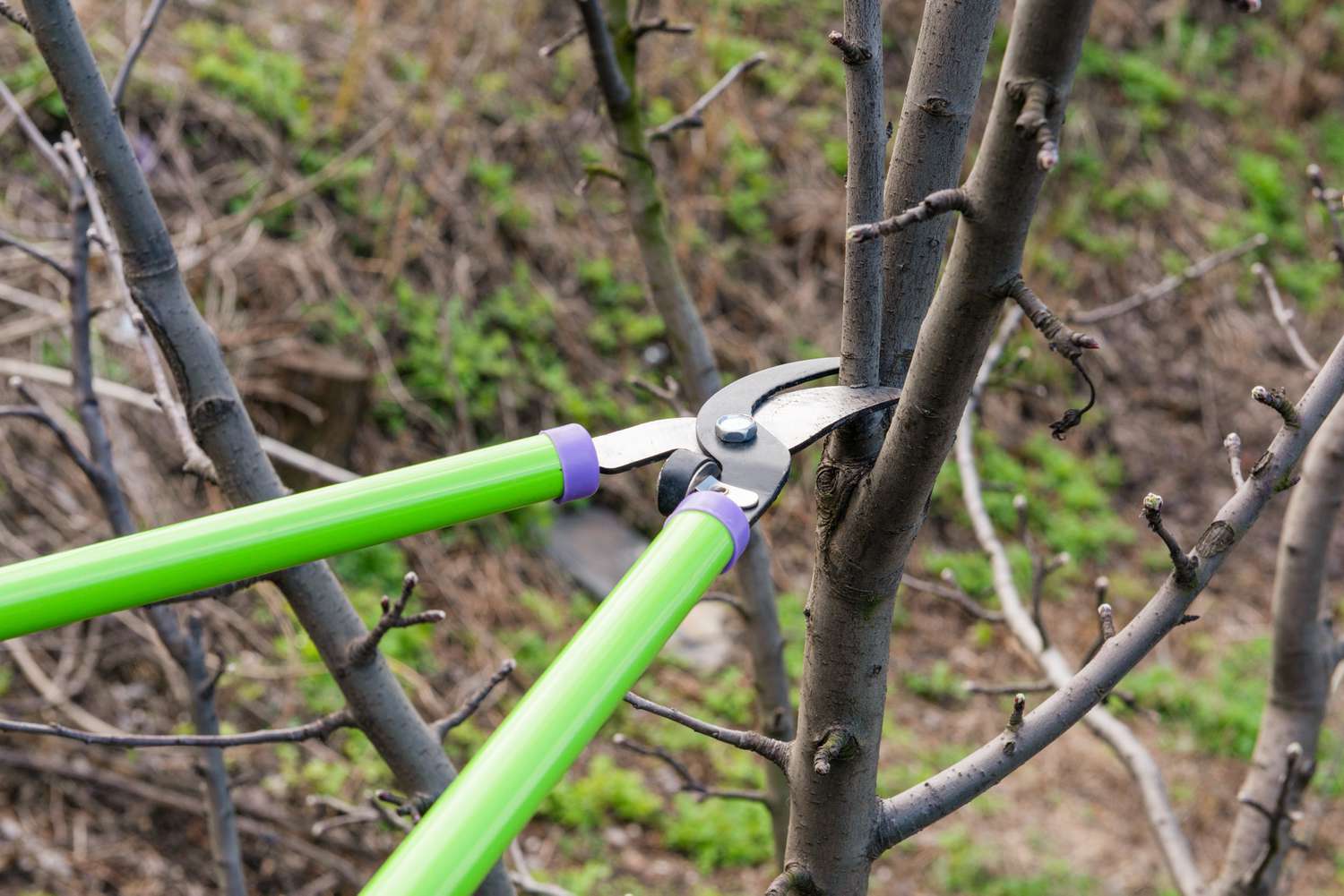 Abgestorbene Äste von einem zugewachsenen Apfelbaum, der mit einer hellgrünen Astschere geschnitten wurde