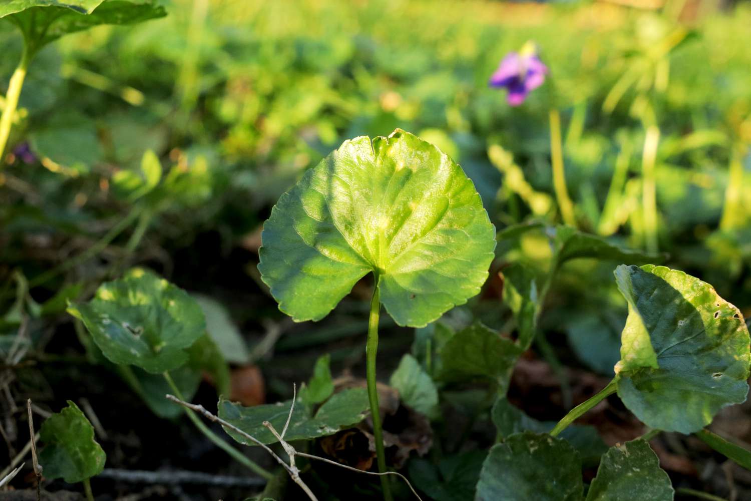 Wild violet leaves in lawn closeup