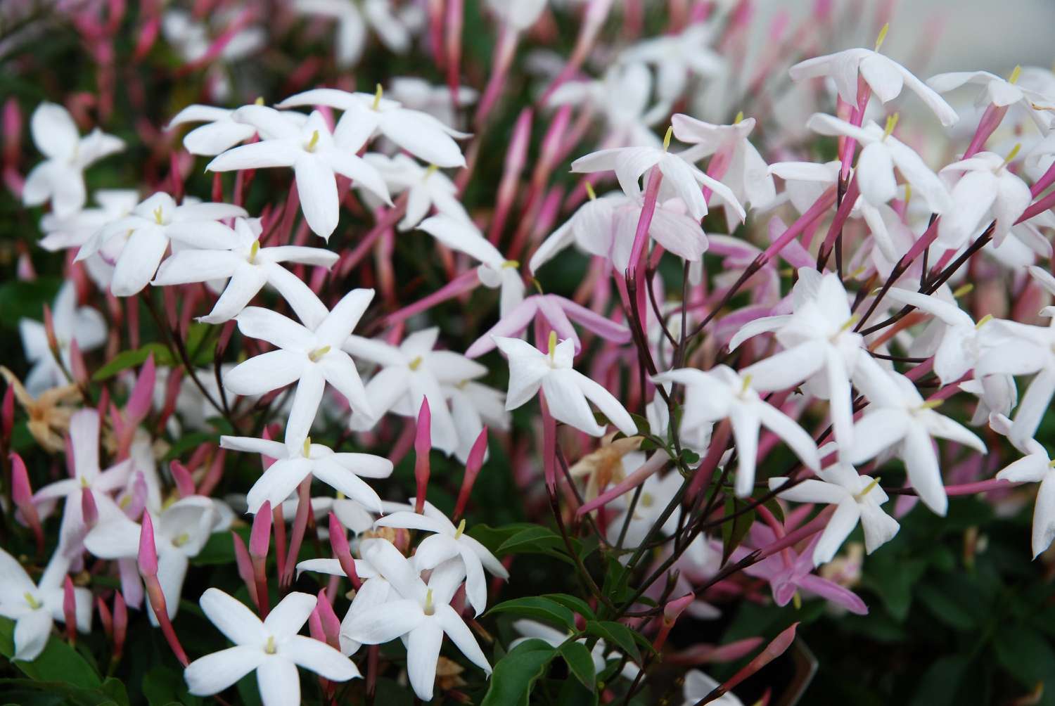 pink jasmine