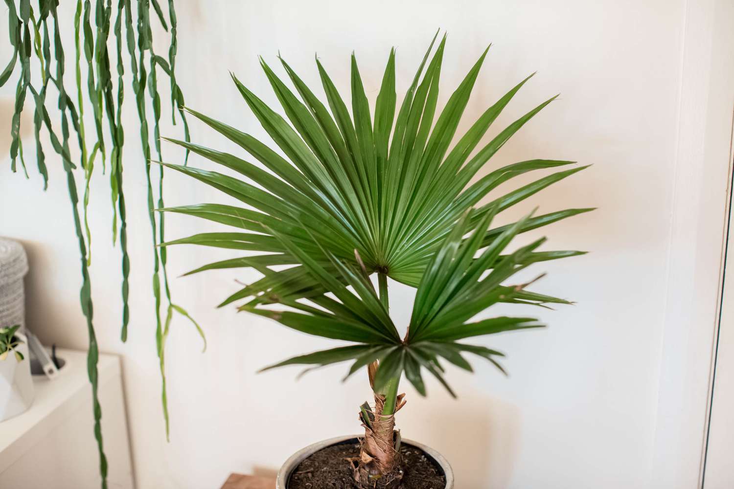 Como cultivar e cuidar da palmeira-leque chinesa (Fountain Palm)