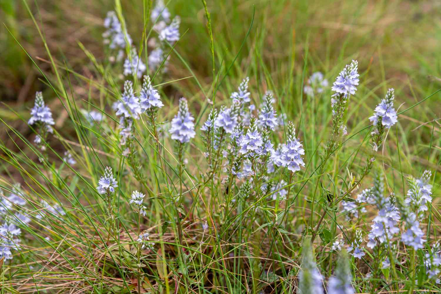 Veronika-Pflanze mit kleinen hellvioletten Blütenähren, umgeben von Gras