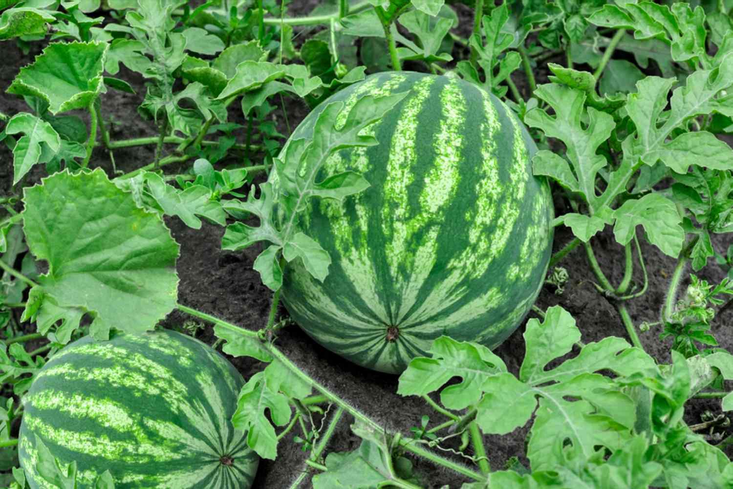 Anbau und Pflege von Wassermelonen