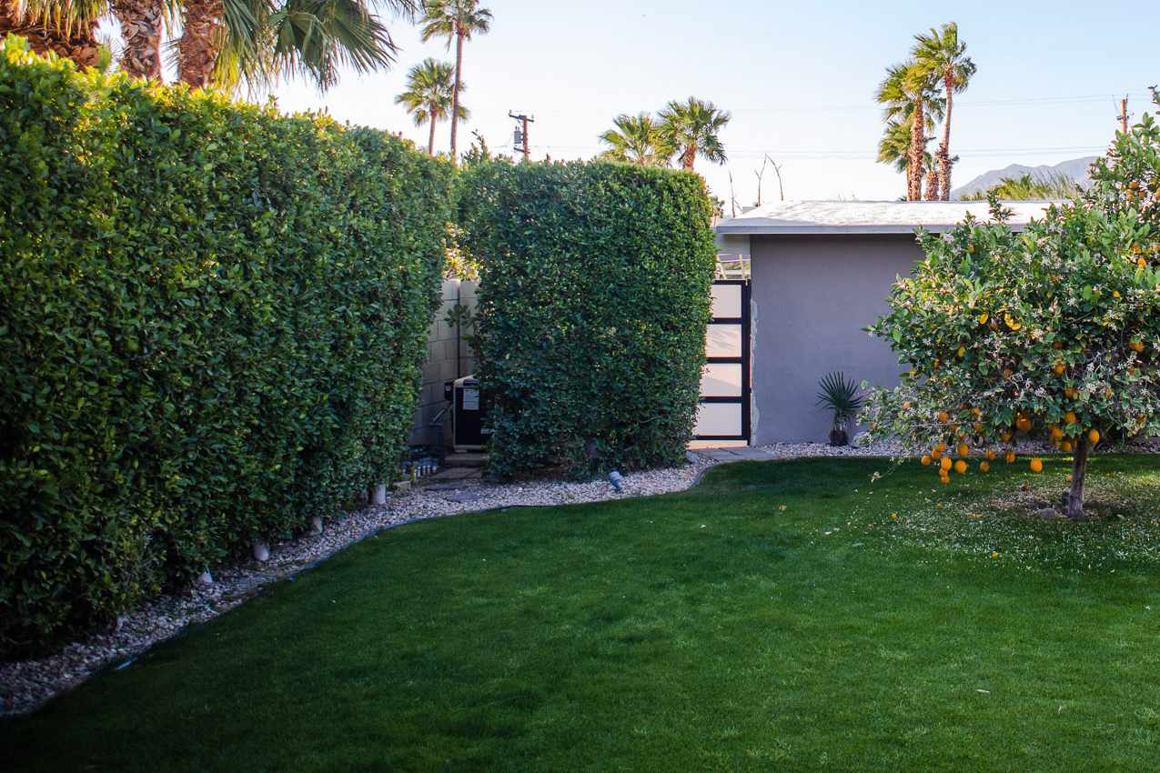 Tall shrubs being used as living privacy fence for backyard