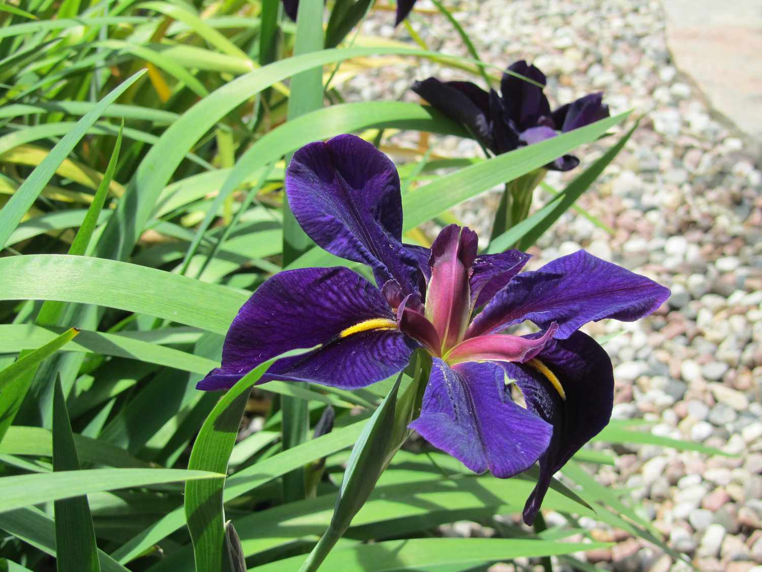 The yellow leaves in the background are caused by Iris borer