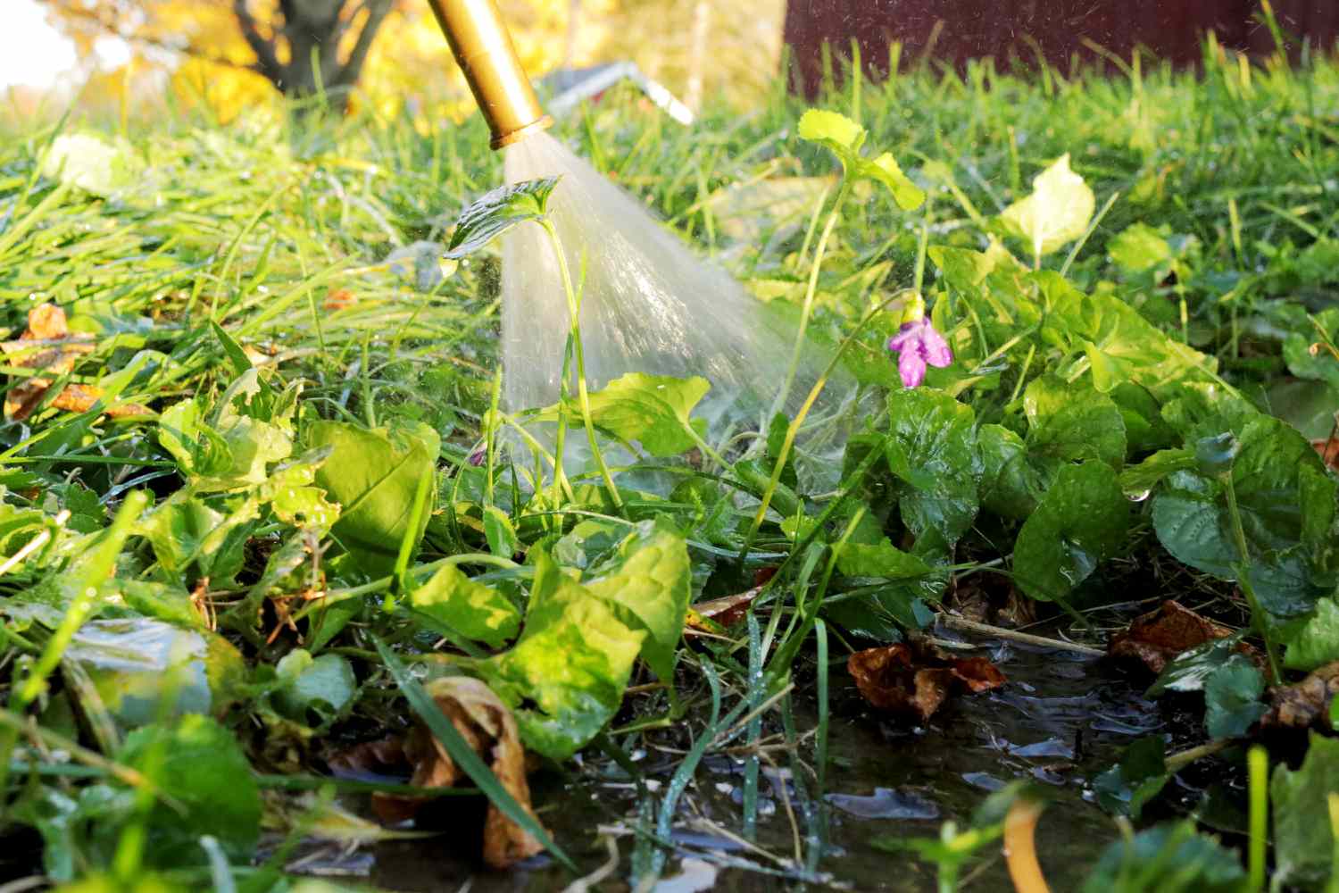 Gartenschlauch sprüht Wasser zum Befeuchten des Bereichs mit wilden Veilchen im Rasen