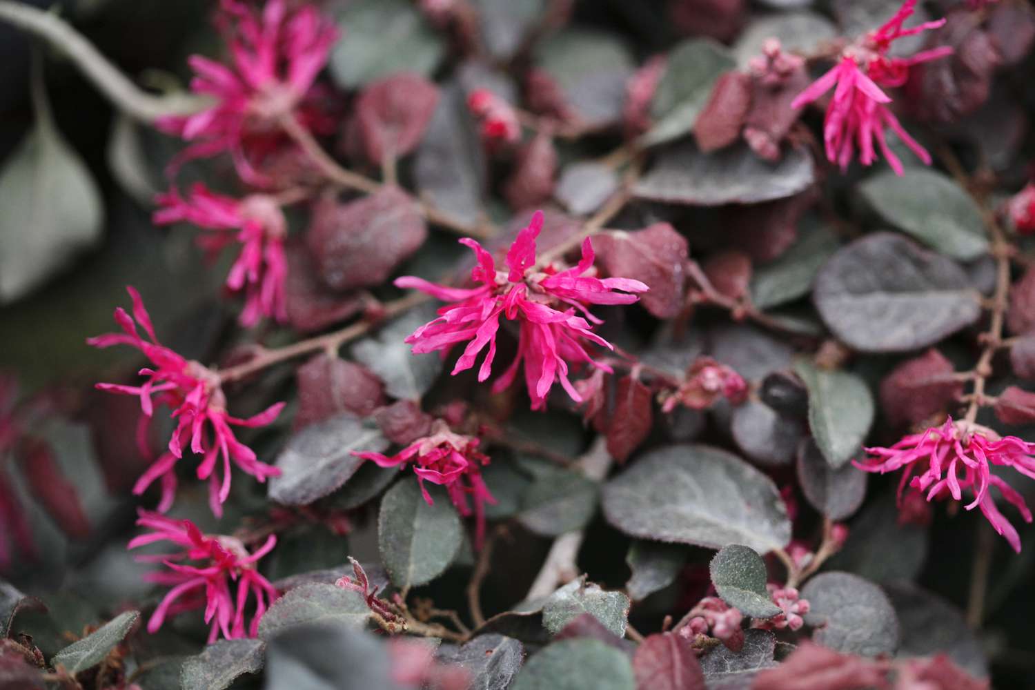 Loropetalum chinensis var. rubrum Purple Majesty in bloom.