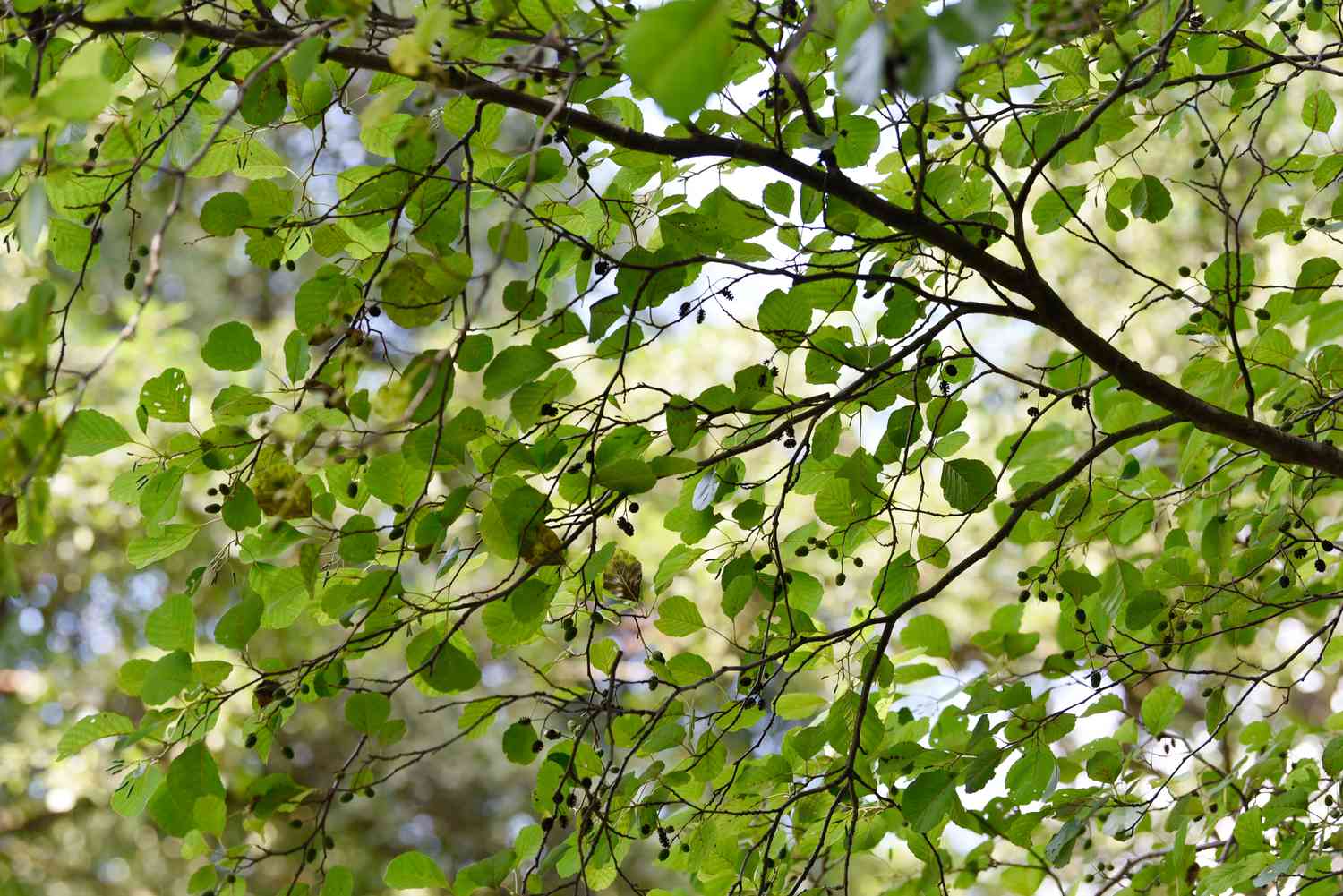 12 Arten von Erlenbäumen für Ihren Garten