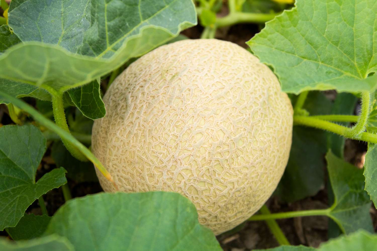 Cómo cultivar y cuidar el melón cantalupo