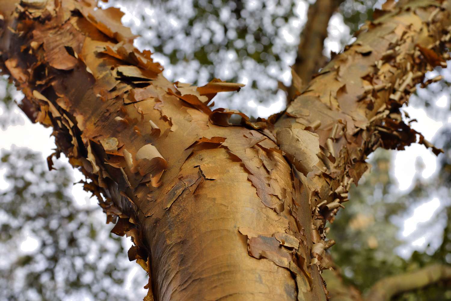 Paperbark maple com sua casca descascada