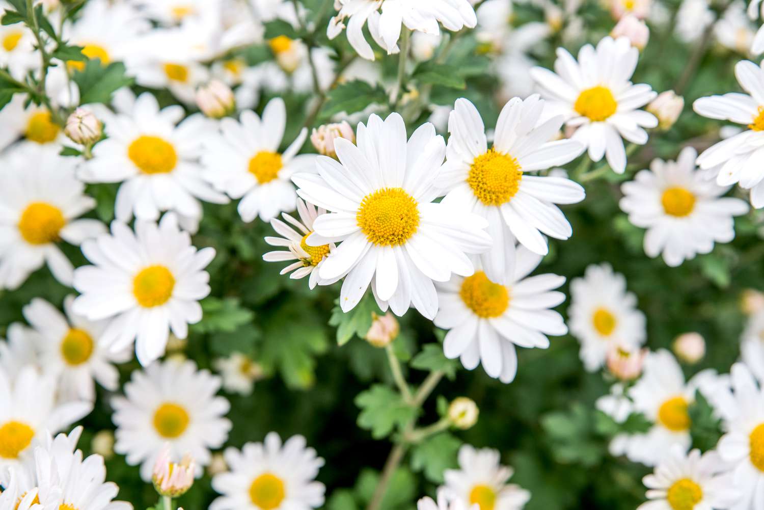 gelbe und weiße Gänseblümchen