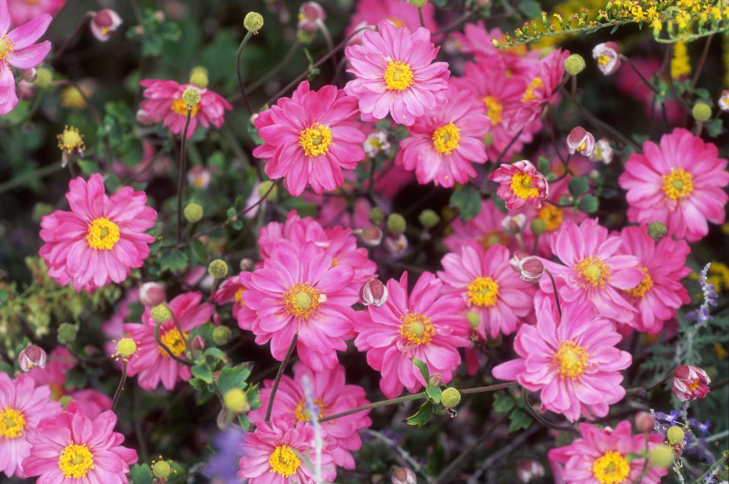 'Pamina' Anemone mit rosa Blütenblättern