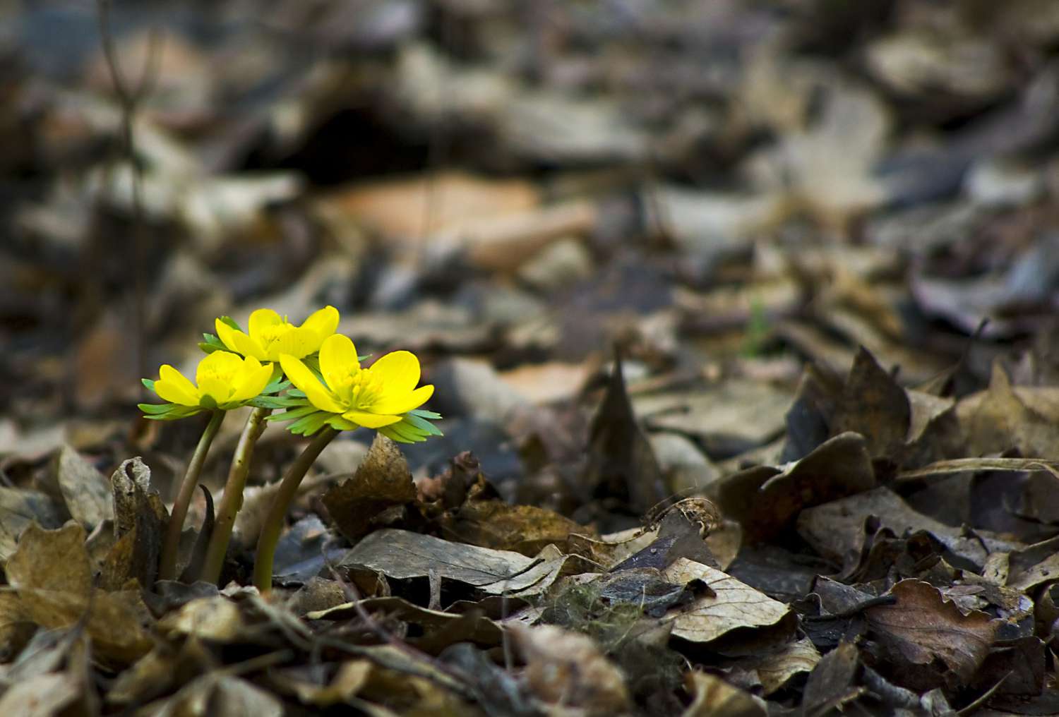 Eranthis hyemalis