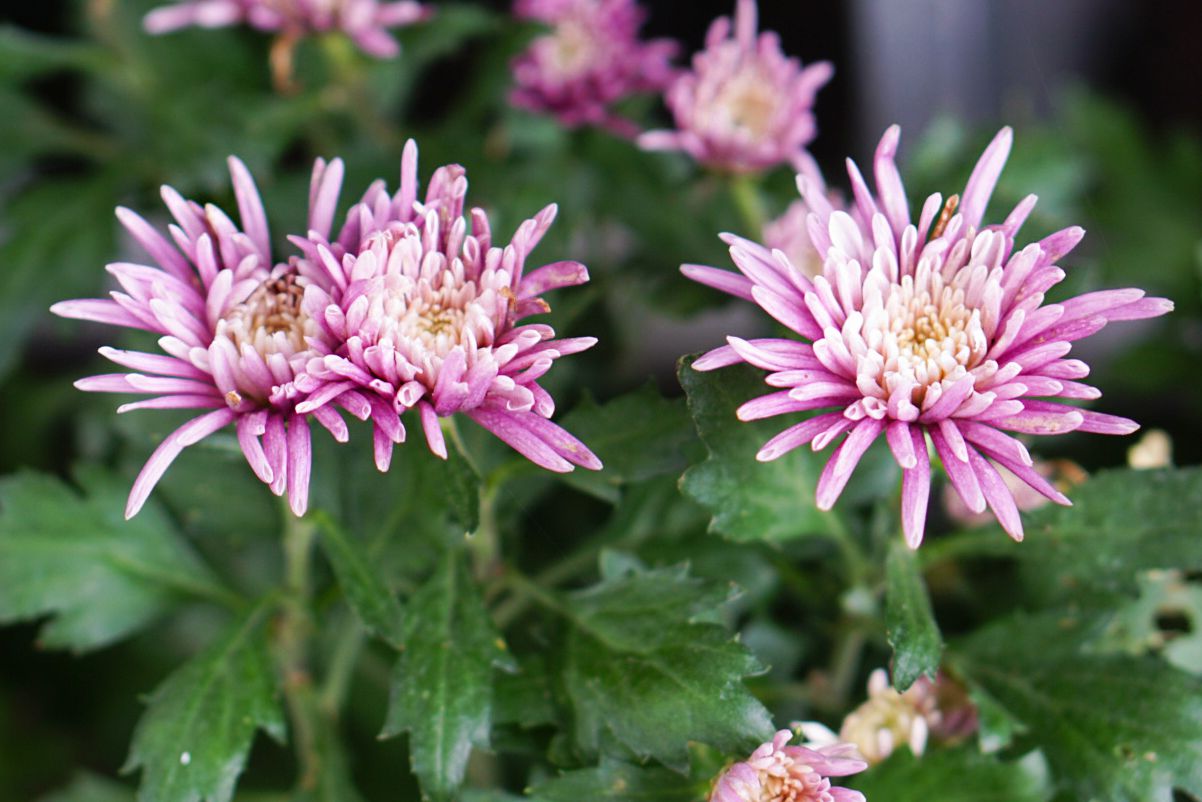 Como cultivar e cuidar da Spider Mum