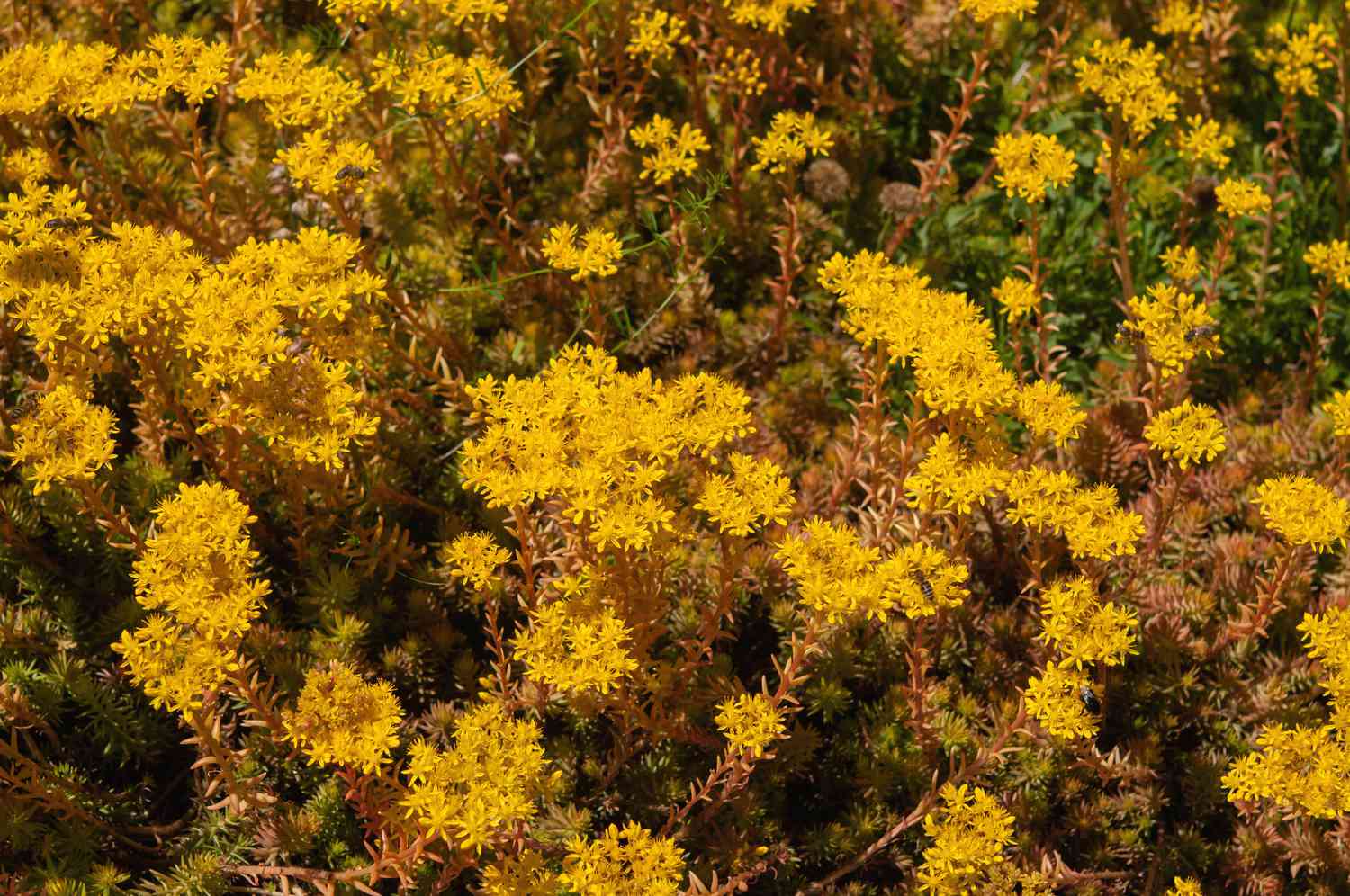 Angelina sedum planta de cobertura do solo com folhagem suculenta amarela