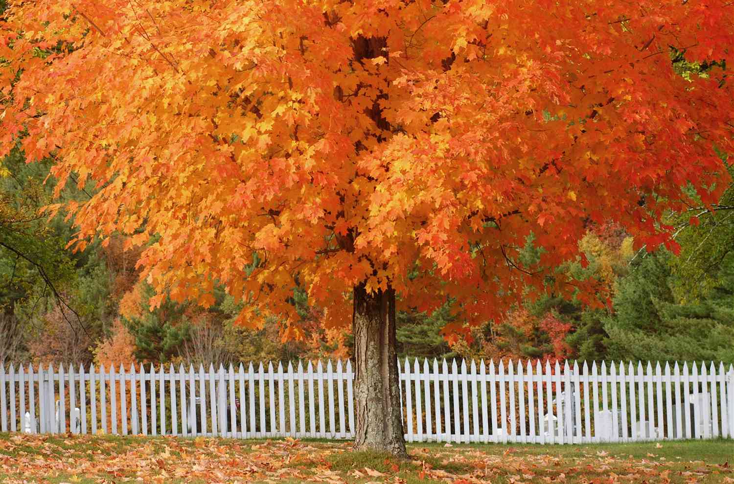 Zuckerahorn mit orangefarbenem Herbstlaub