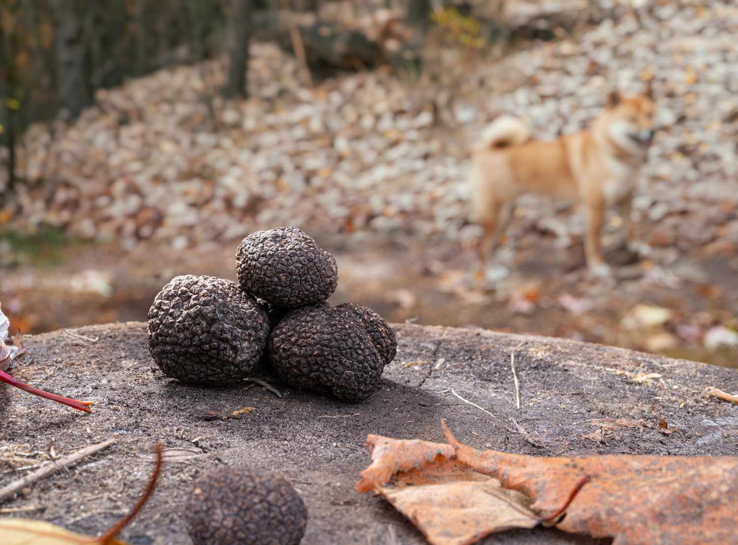 Ce qu’il faut savoir sur la culture des truffes