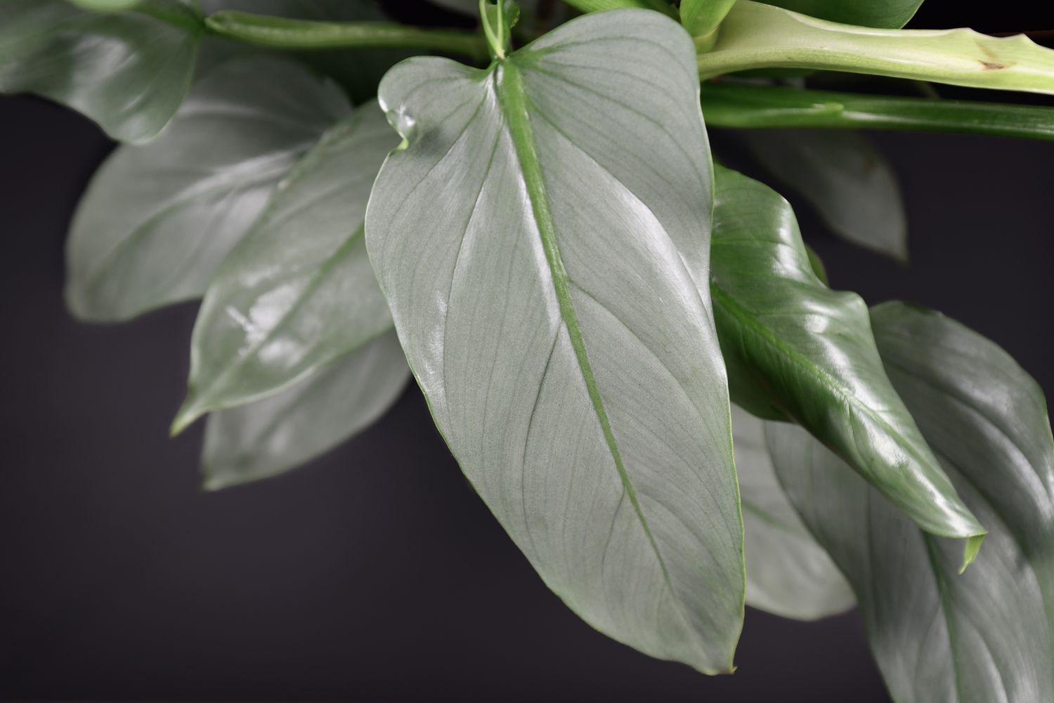 Close up of philodendron silver sword leaves against a black background.