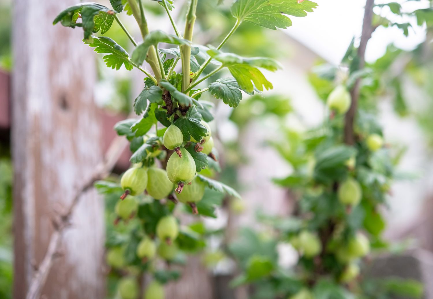 Stachelbeerstrauchzweig mit kleinen hellgrünen Beeren