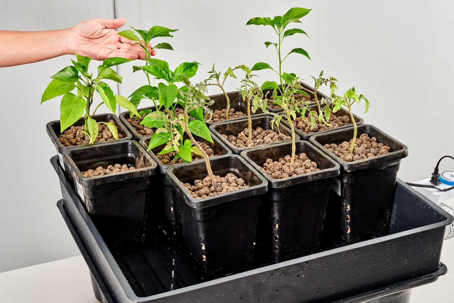 Systèmes de flux et reflux pour les jardins hydroponiques