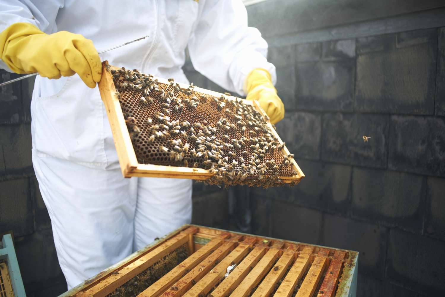 Imker inspiziert Bienenstockrahmen, Mittelteil
