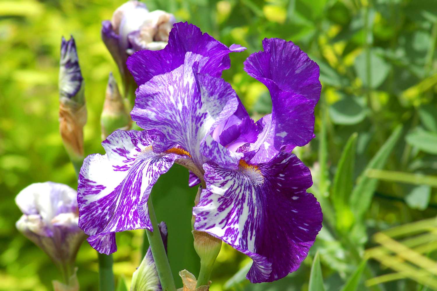 Batik-Iris in Blüte