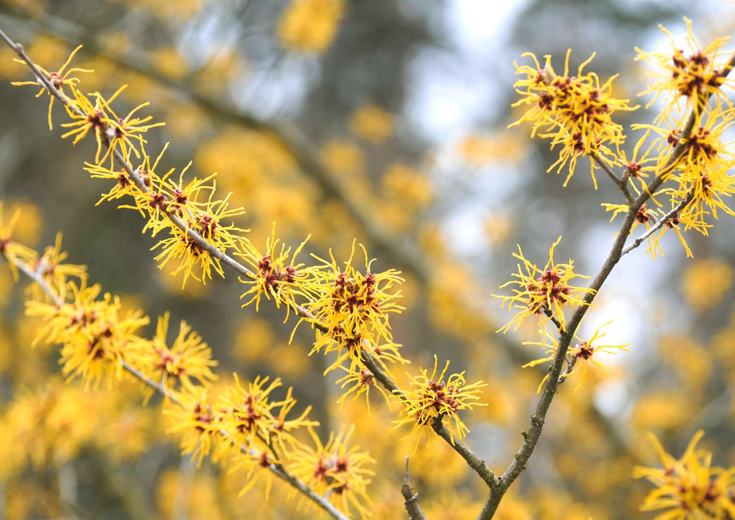 Mollis Plante d'hamamélis avec des fleurs jaunes en épi sur les branches