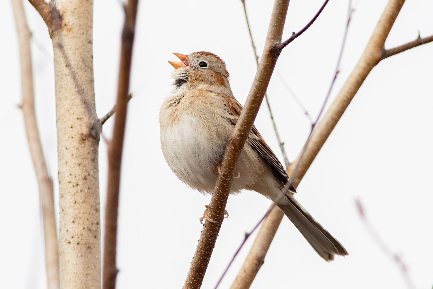 Cream-colored sparrow sitting on branch while singing 