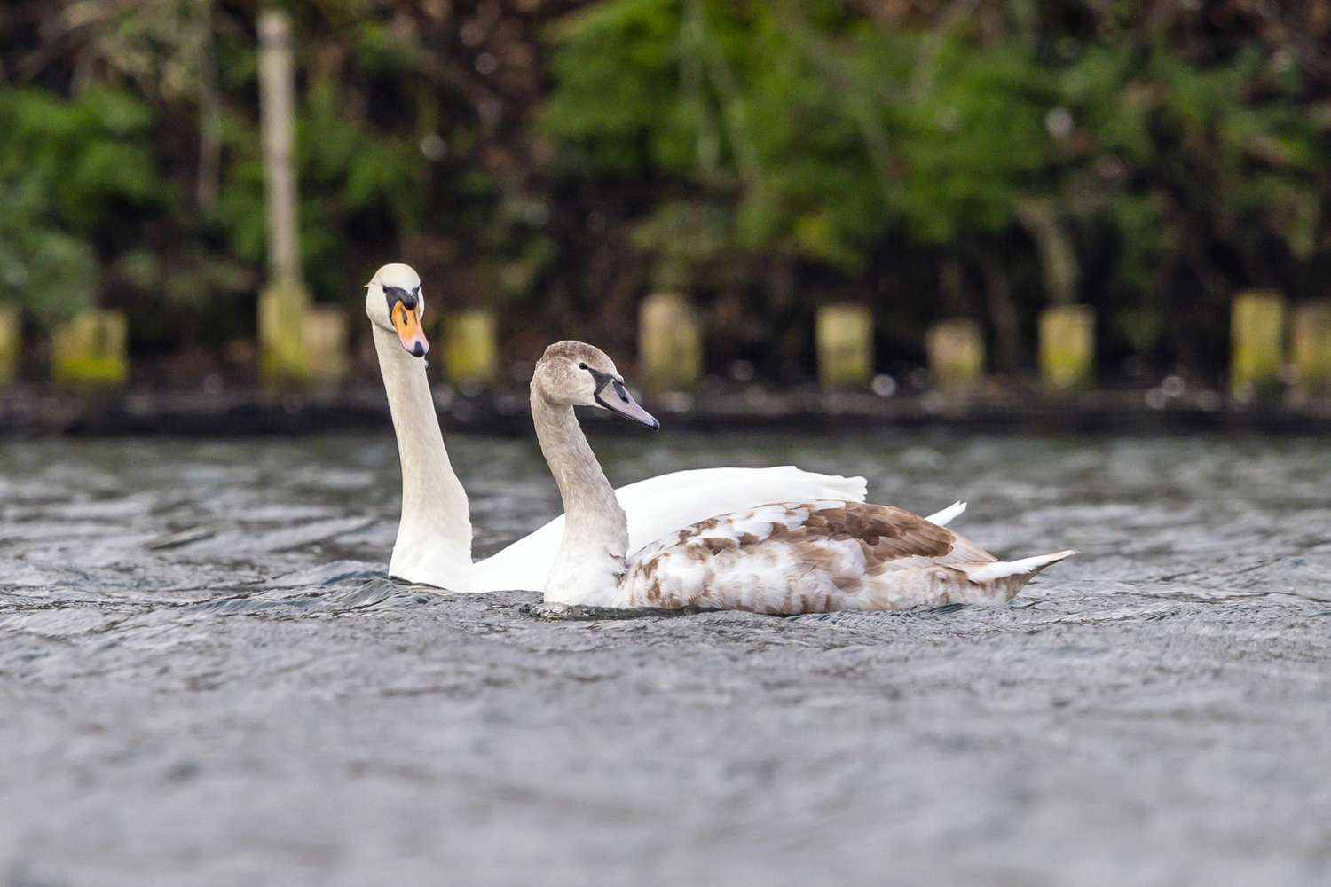 Comment les oiseaux s’accouplent-ils ?