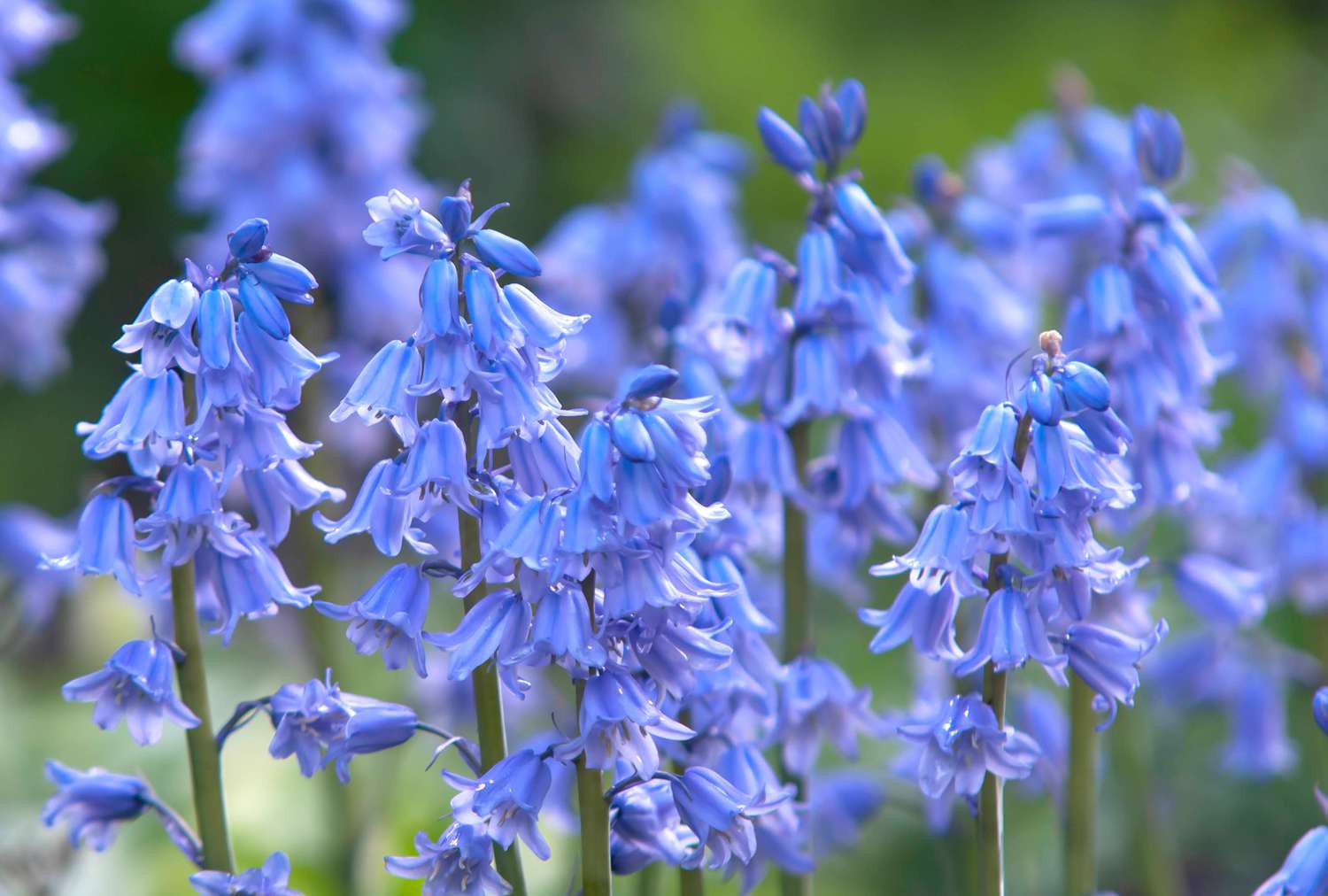Spanish bluebell plant with blue flowers closeup