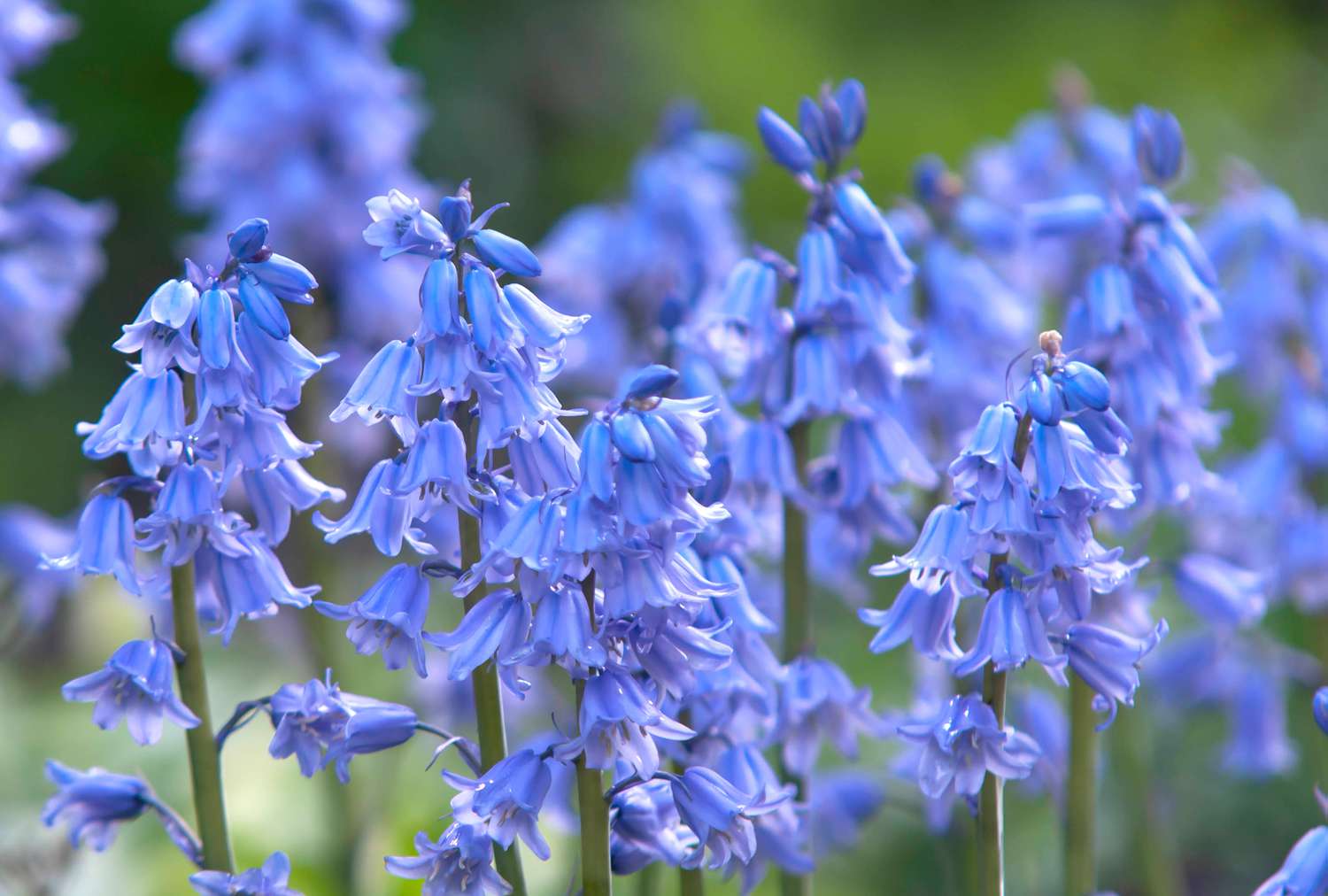 Spanische Blauglockenpflanze mit blauen Blüten in Nahaufnahme