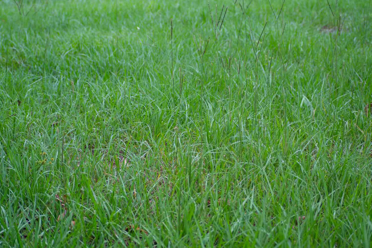 Pelouse d'herbe de Bahia avec des têtes de graines sur des tiges fines