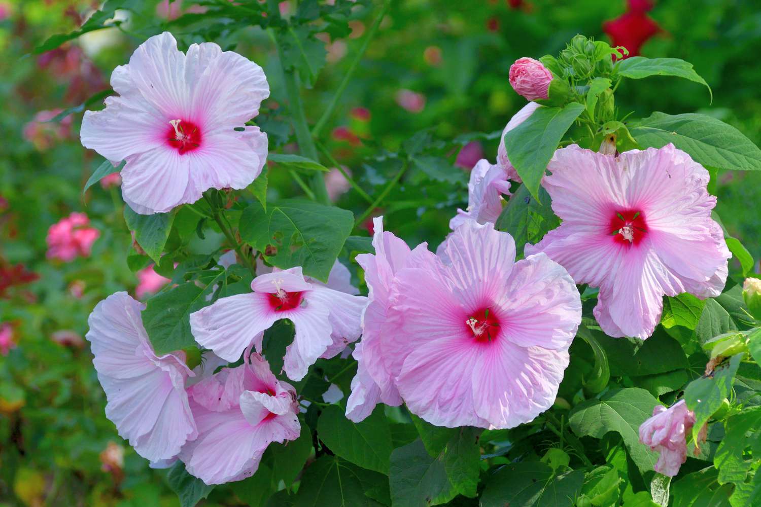 Flores rosas de hibisco resistente (Hibiscus moscheutos)