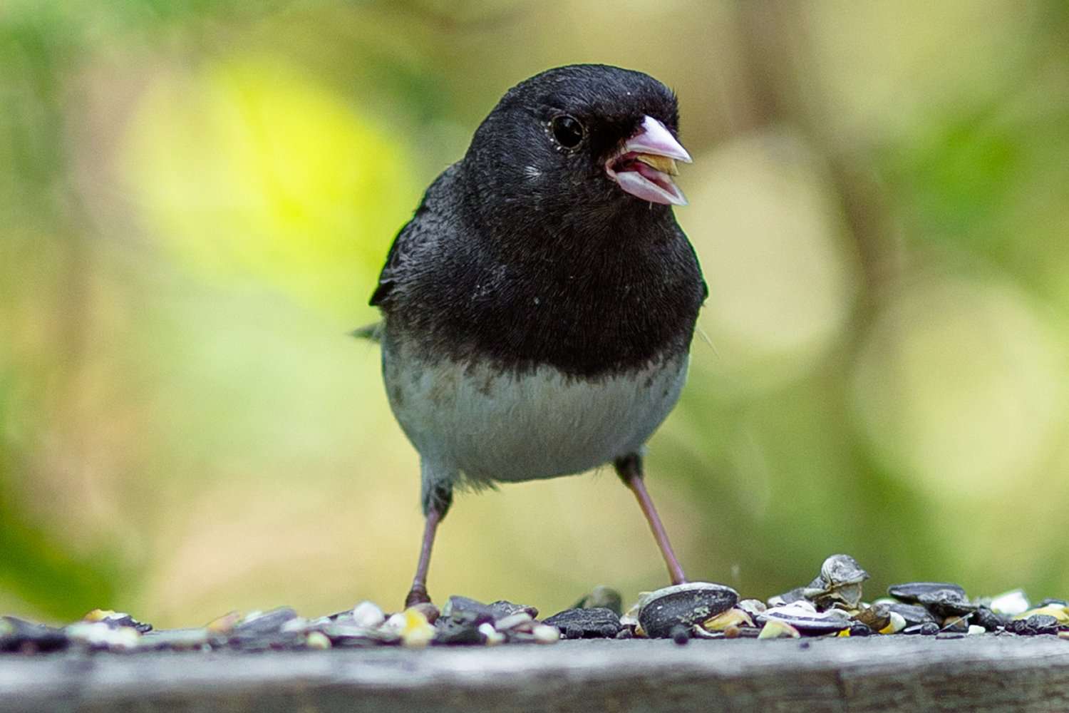 Junco an einer Vogelfutterstelle