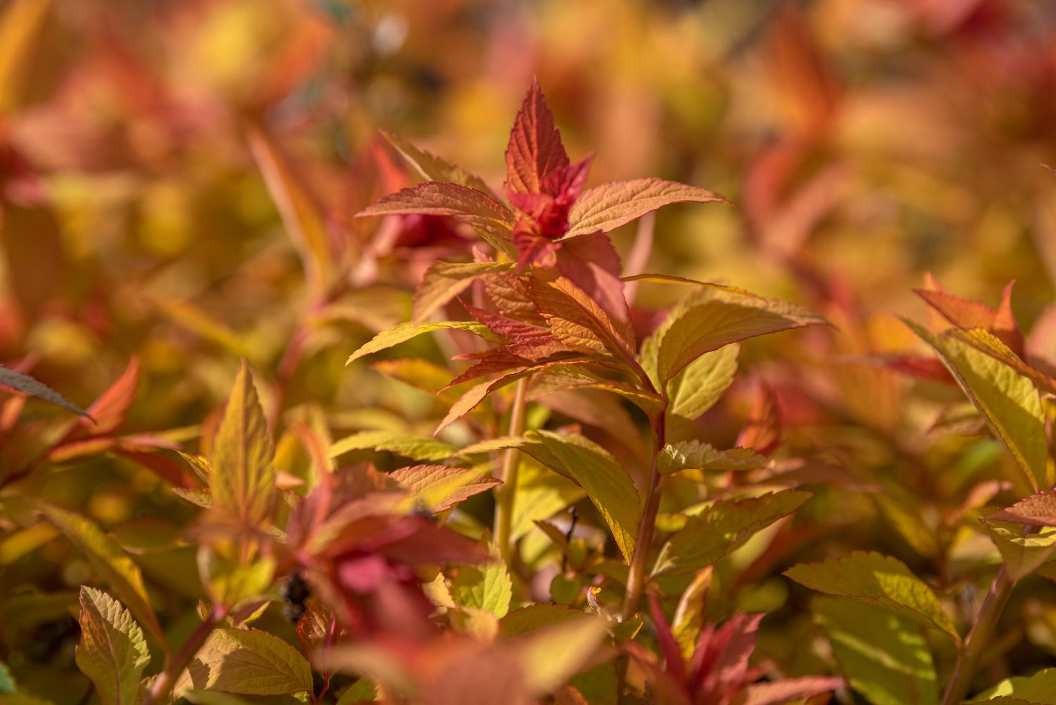 Hastes da planta Goldflame spirea cobertas com folhas vermelhas e amarelas em close-up