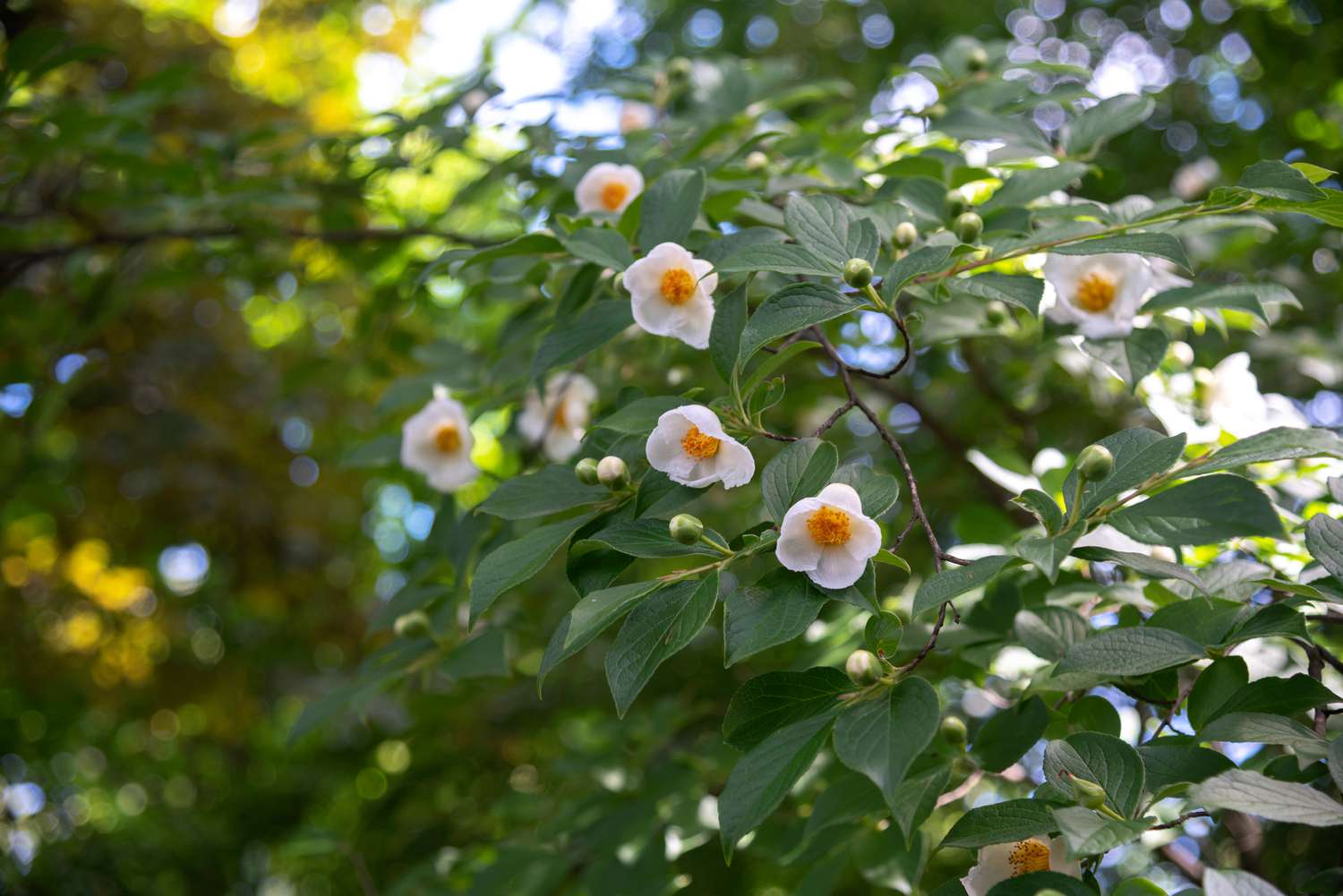 Japanischer Steawrtia-Baumzweig mit dunklen Blättern und weißen kamelienartigen Blüten und Knospen in Nahaufnahme