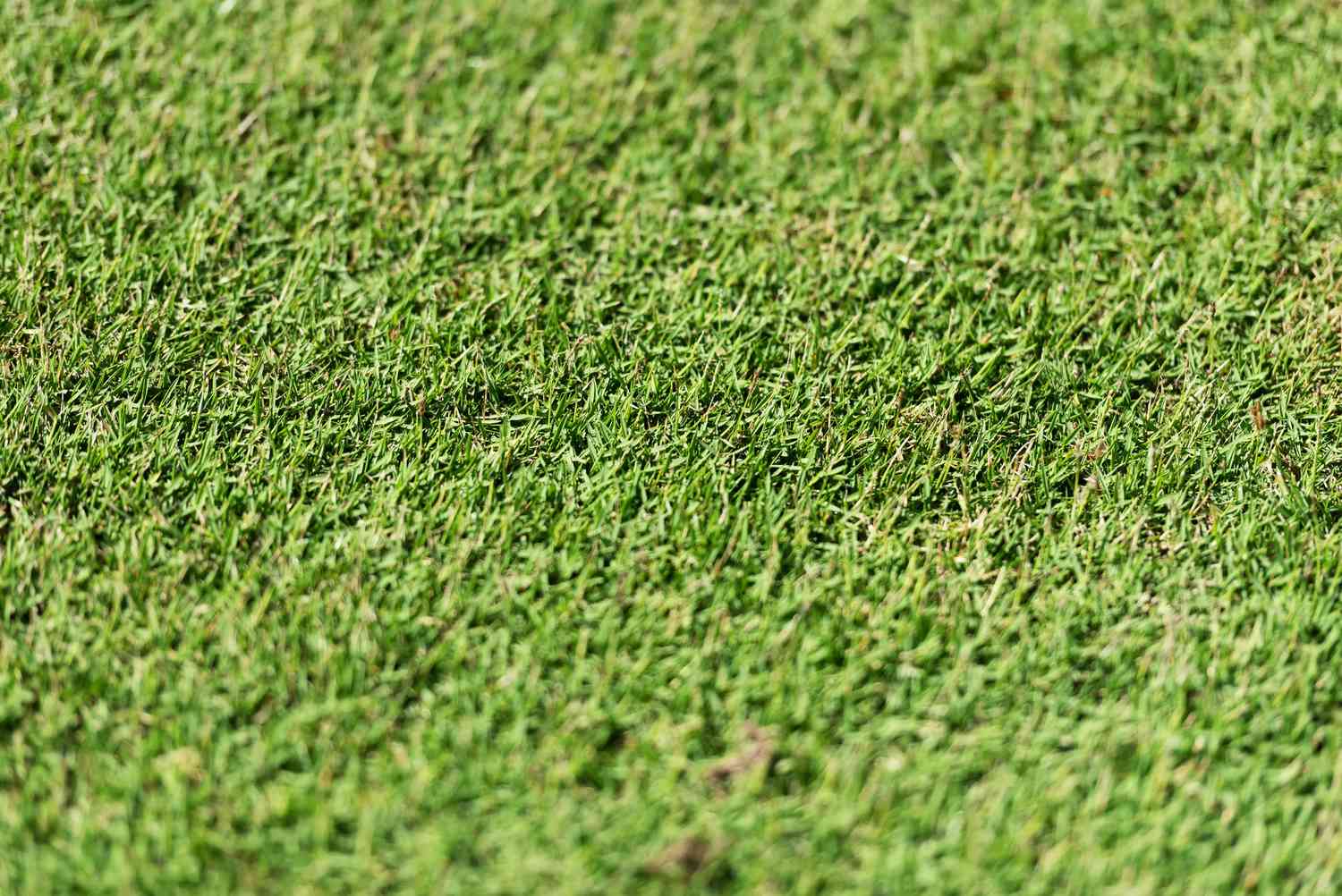 Close Up of Bermudagrass at Golf Course